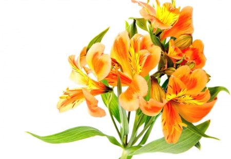 Orange day lillies - orange, lily, flower, lillies