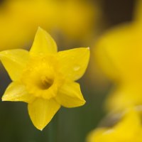 Daffodil close up