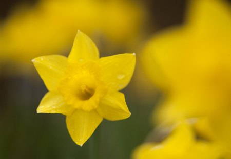 Daffodil close up - easter, macro, narcissus, spring, daffodil