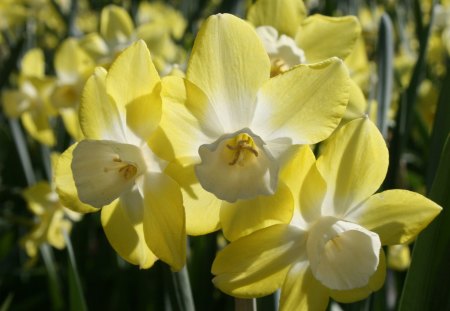 White narcissus - spring, daffodils, narcissus, sunlight