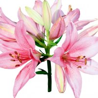 Pink lillies