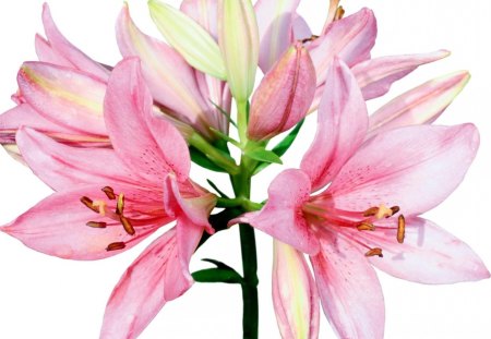 Pink lillies - flowers, lillies, pink, lily