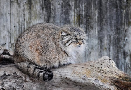 Manul - sleeping, beauty, cat face, hat, animals, sleepy, paws, face, pretty, cute, cat, kitty, lovely, kitten, cats, beautiful, sweet