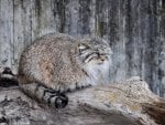 Manul