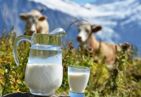 Milk - animal, cows, cow, nature, milk