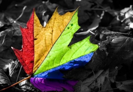 ~Color Attraction~ - leaves, nature, color, beauty