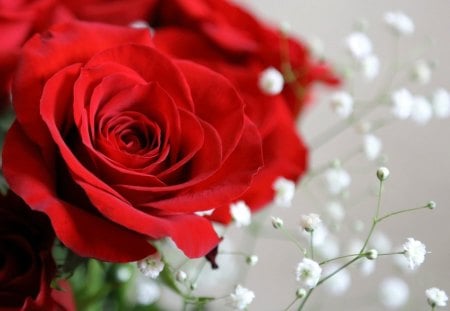 ***Beautiful*** - red, red roses, roses, beautiful, flowers, love, passion, nature