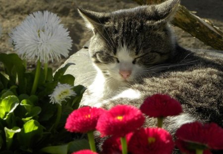 Cat sleeping by some flowers - flowers, sleeping, feline, cat