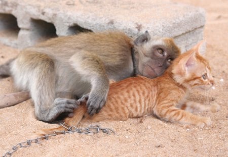 Comforting eachother - pet, sad, kitten, cute, monkey