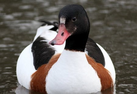 Beautiful duck - bird, duck, lake, floating