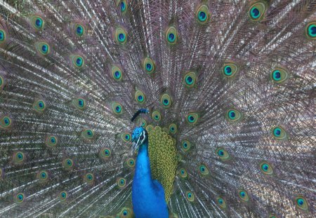 Peacock showing of - animal, nature, bird, peacock