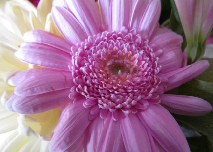 Gerbera in Pink - blooms, flora, daisys, gerberas