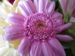 Gerbera in Pink