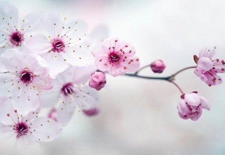 Beautiful Blossom - nice, season, trees, cherry, outstanding, nature, pretty, beautiful, plant, tree