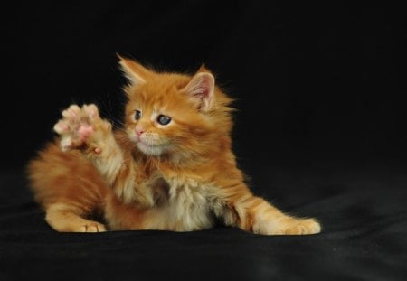 Funny Cat - red, kitty, resting, kitten