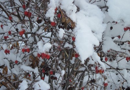 Snow on Sunday - white, nature, brown, red, photography, winter