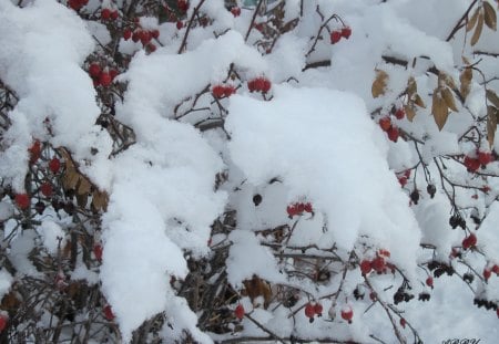 Heavy snow blanked the Acres - white, nature, red, photography, brown, Winter