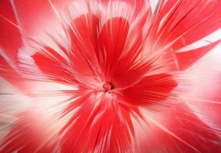 Flamingo flower - flamingo, shape, feathers, color, flower