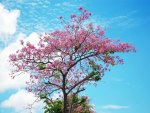 Sakura tree