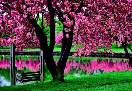 Think Pink - reflections, nature, blossoms, pink, flowers, spring