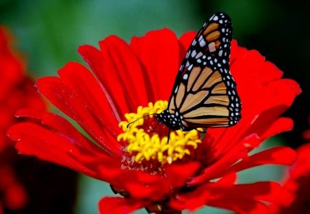 Butterfly on a red flwoer - pretty, summer, beautiful, spring, lovely, flower, sweet, fresh, nature, red, garden, butterfly, nice