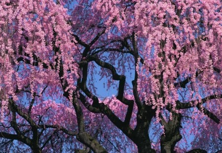 Spring branches - blossoms, blooming, pretty, beautiful, spring, fragrance, branches, sky, freshness, nice, scent, lovely, tree, nature