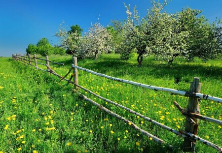 Spring greenery - nice, sky, freshness, trees, fragrance, greenery, meadow, spring, pretty, blossoms, green, scent, grass, blooming, fence, fresh, lovely, nature, beautiful, delight, flowers