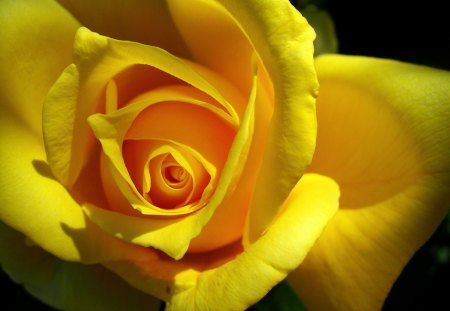 Yellow Rose for you my friends. - Rose, black, yellow, love