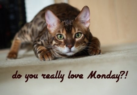 do you really love Monday?! - funny, animals, cats, kitten