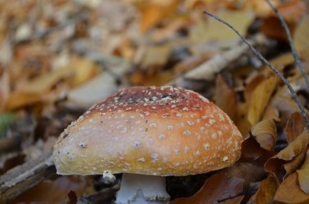 mushroom - nature, mushroom, forest, grass