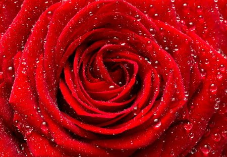 Rose - rose, roses, red rose, drops