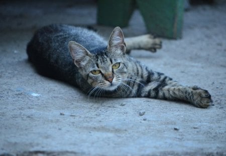 afternoon cat - lazy, animal, nature, cat