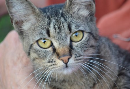 curious cat - animal, nature, cat, sun