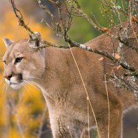 cougar