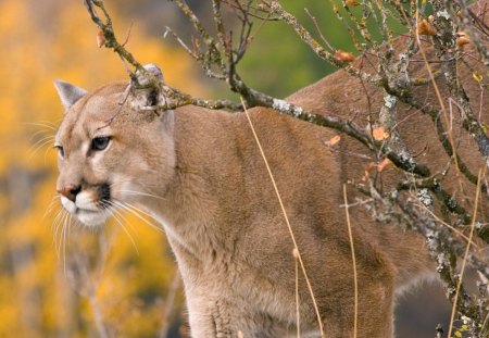 cougar - cats, big, cougers, wild