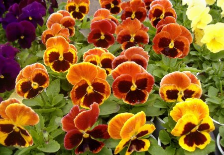 all in a row - orange, flowers, yellow, pansies