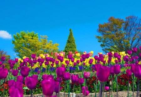 Tulips Pansies - yellow, pink, tulips, color, pansies