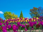 Tulips Pansies