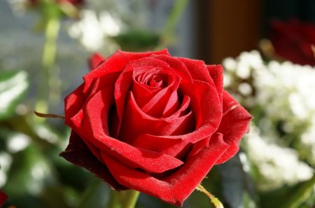 *** Red rose *** - red, flower, rose, flowers, nature