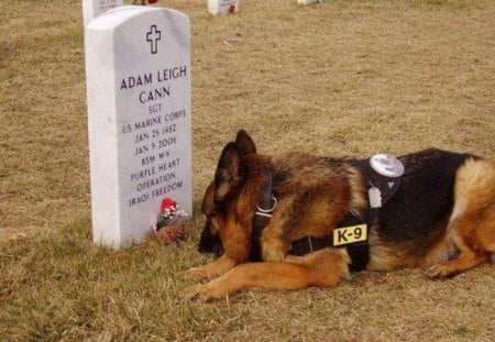 Forever - service, loyalty, dog, grave, friend, affection