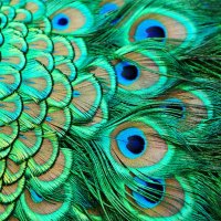 Peacock fashion