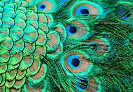 Peacock fashion - beauty, colors, feathers, bird