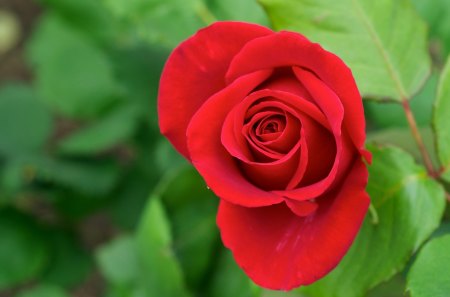 *** Red rose *** - red, roses, rose, beautiful, nature