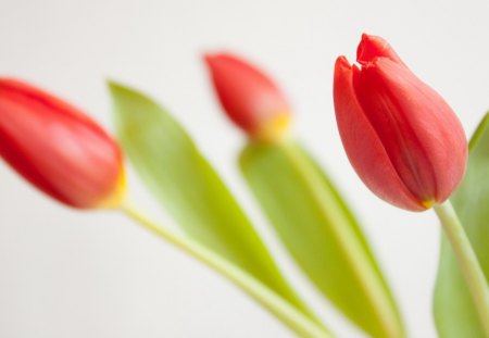 *** Red tulips *** - nature, red, tulips, flowers, spring