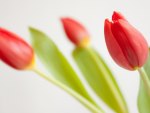 *** Red tulips ***