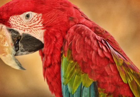 *** I love the colors ...*** - red, animal, animals, parrot, colorful