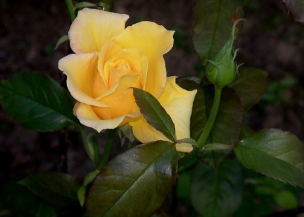 *** Yellow rose *** - flower, roses, rose, flowers, yellow, nature