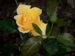 *** Yellow rose ***