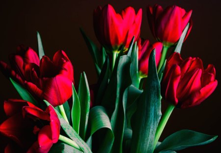 *** Red tulips *** - red, flower, tulips, flowers, spring, nature