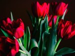 *** Red tulips ***